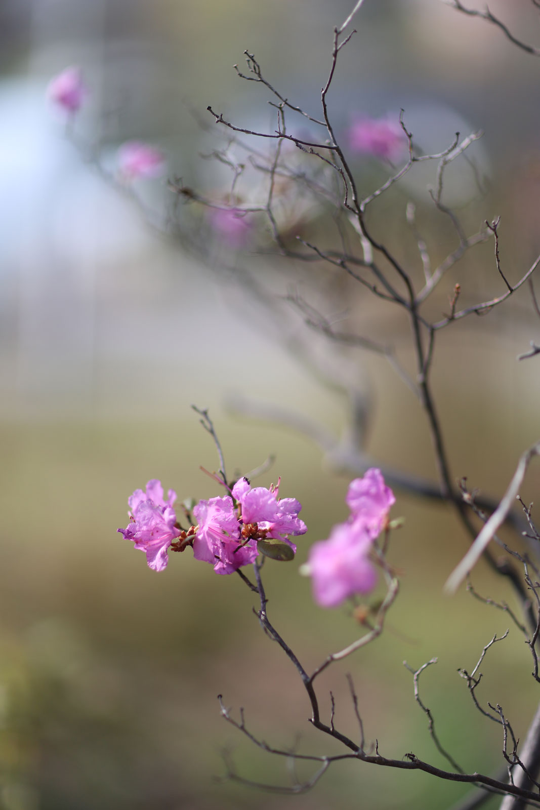 azalea-alpine-rhododendron-burmese pink-sounkyo-Japan-chris-wilmar-architect-for-wilmar-schutz