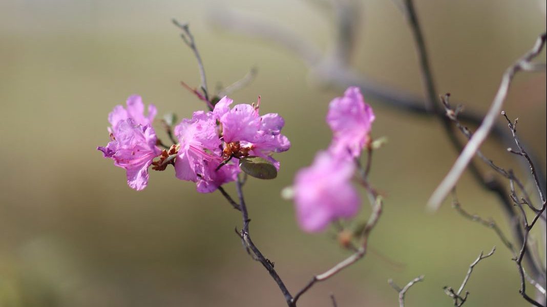 azalea-alpine-rhododendron-burmese-pink-sounkyo-japan-chris-wilmar-architect-for-wilmar-schutz