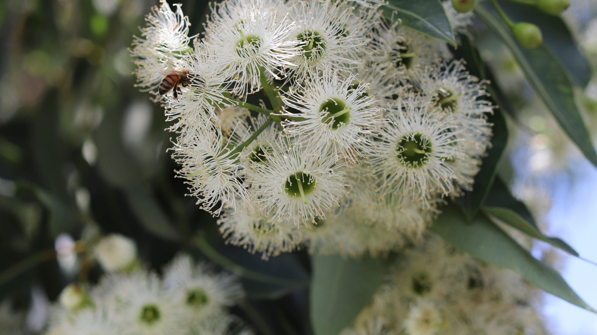 flowering-white-eucalyptus-melbourne-chris-wilmar-architect-for-wilmar-schutz