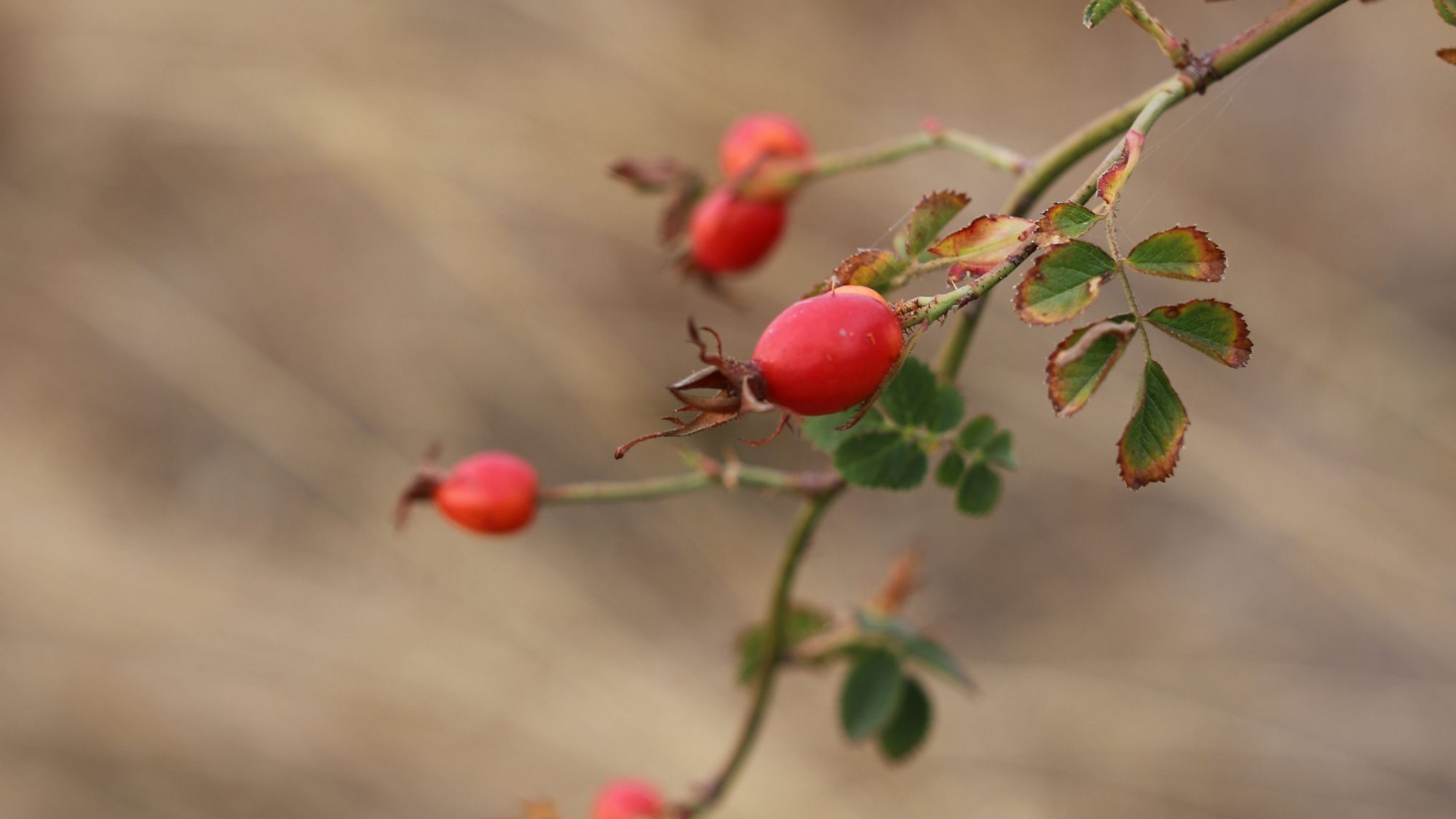 rose-hip-berries-kyneton-victoria-chris-wilmar-architect-for-wilmar-schutz