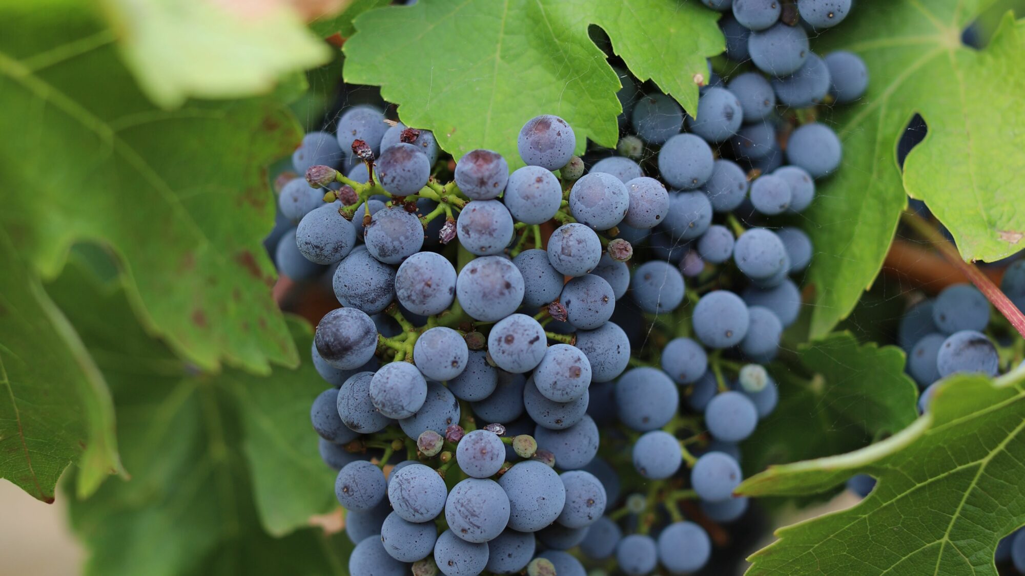 cabernet-sauvignon-grapes-birthday-villa-chris-wilmar-architect-for-wilmar-schutz