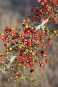 hawthorn-berries-ballarat-chris-wilmar-architect-for-wilmar-schutz