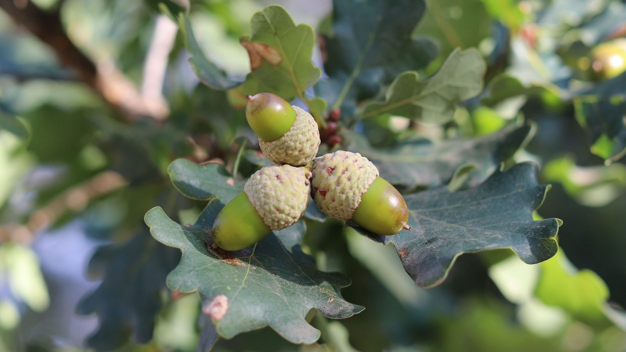 English Oak genus Quercus robur-chris-wilmar-architect-for-wilmar-schutz