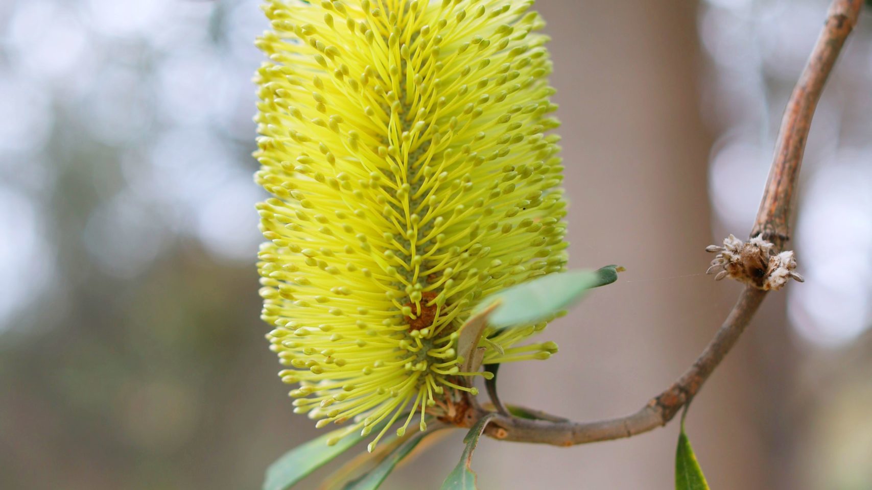 banksia-flower-melbourne-chris-wilmar-architect-for-wilmar-schutz
